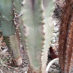 Lophocereus schottii -s