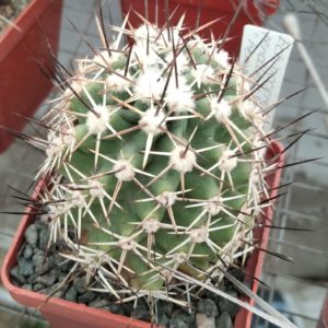 Echinocereus  fendleri v. kuenzleri "hempelii" SB187 -насіння-seeds-