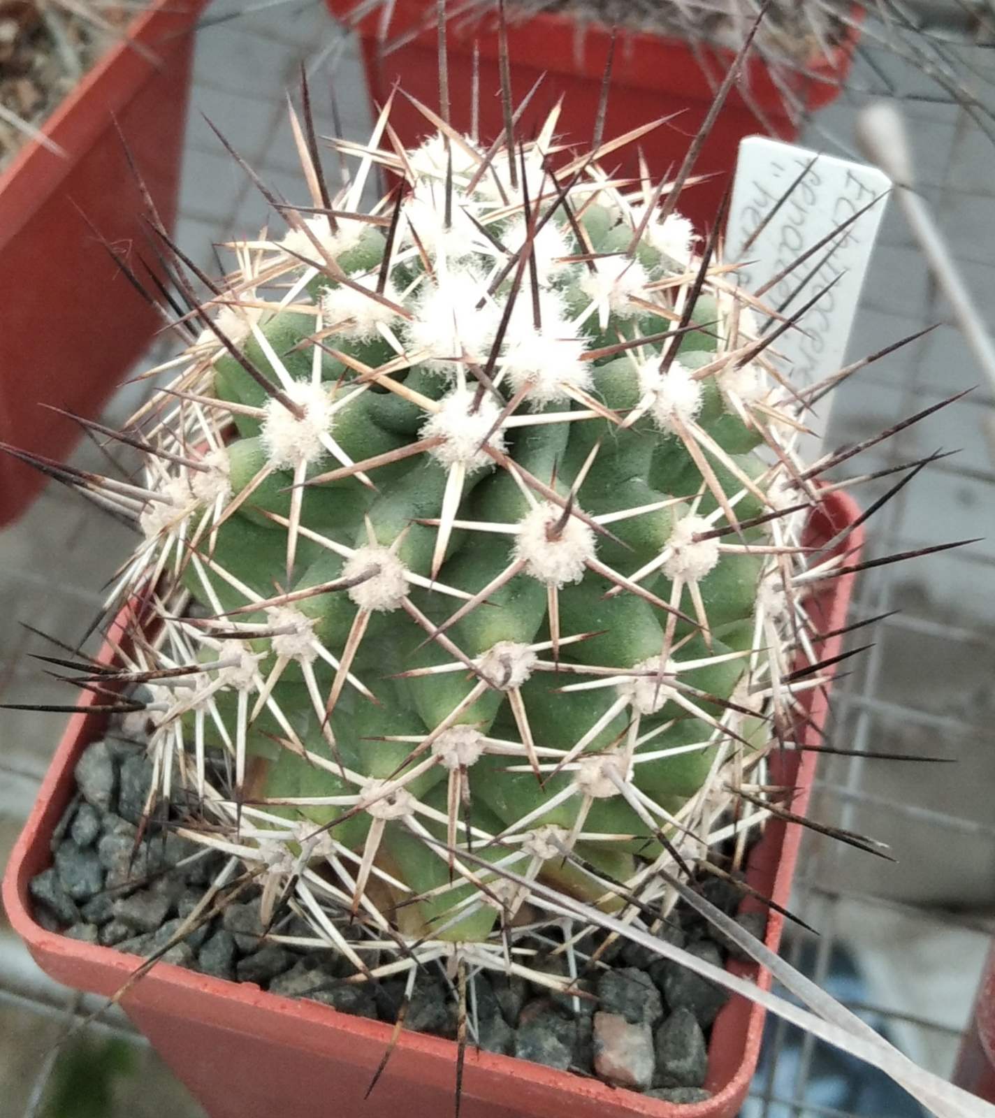 Echinocereus  fendleri v. kuenzleri "hempelii" SB187 -насіння-seeds-
