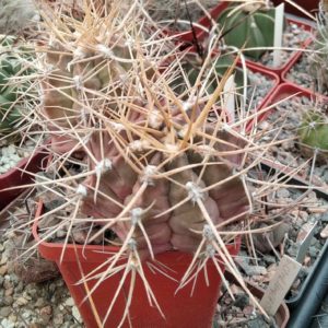 Gymnocalycium  griseopallidum -Chaco, Bol.- насіння-seeds-
