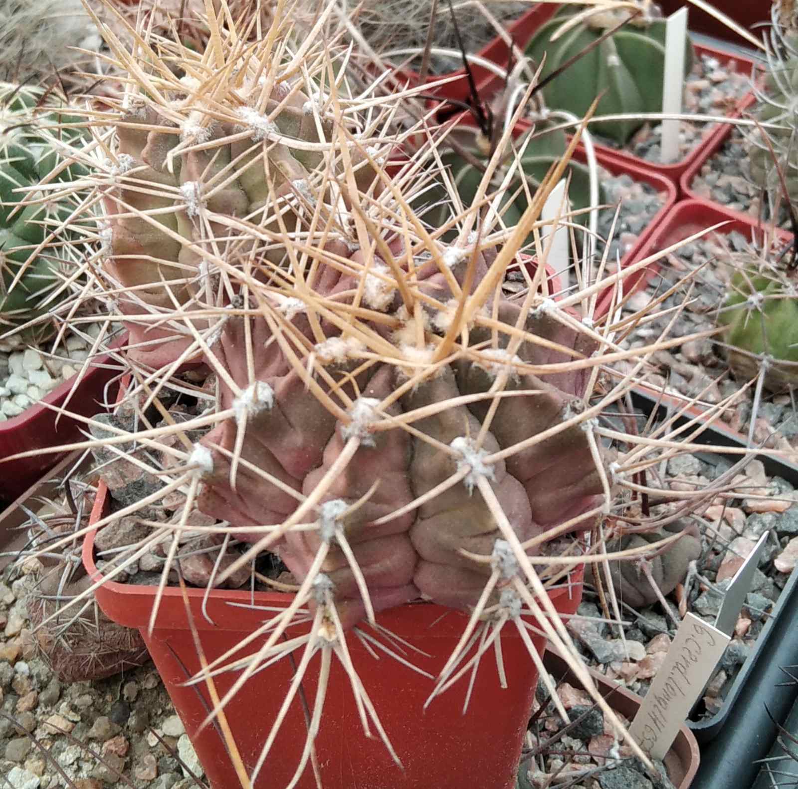 Gymnocalycium  griseopallidum -Chaco, Bol.- насіння-seeds-