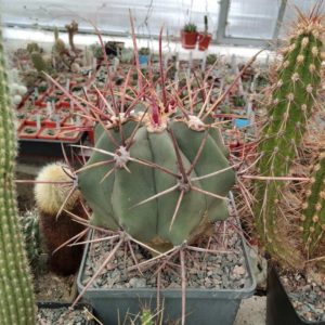 Ferocactus rectispinus -Mesa Garden-