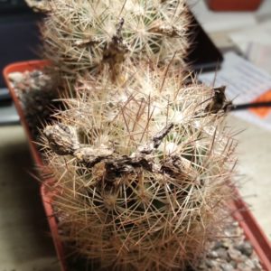 Echinomastus durangensis -Los Animos, Durango- насіння-seeds-
