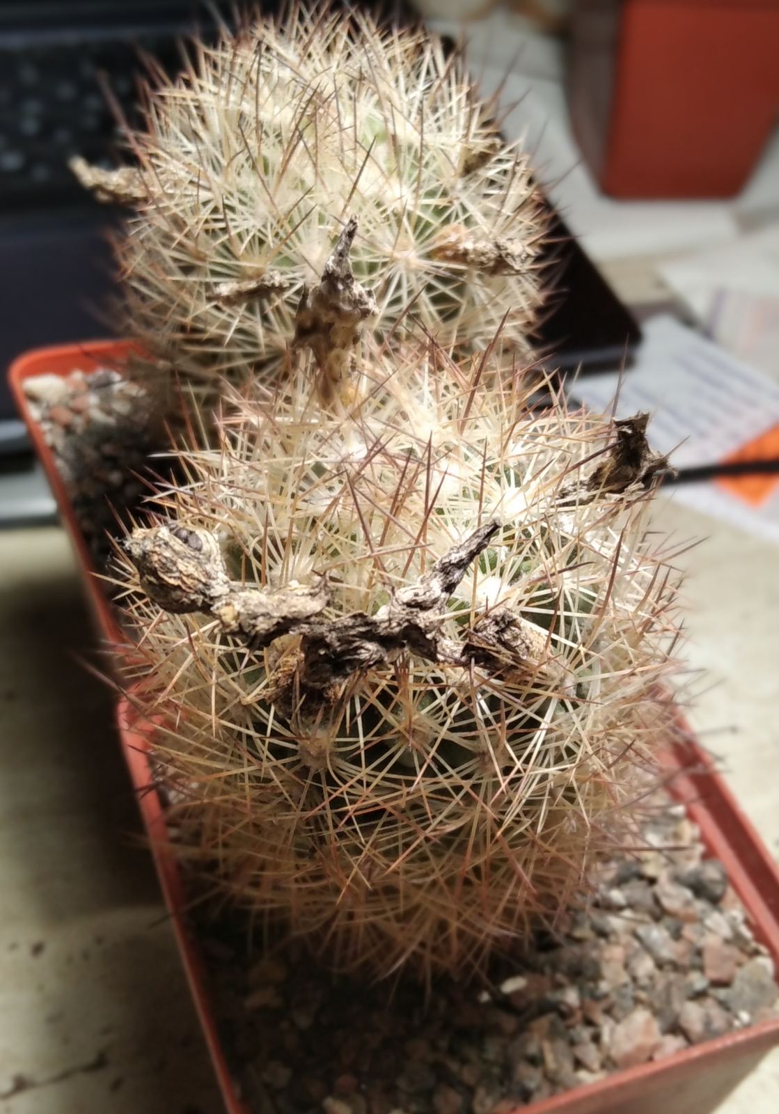 Echinomastus durangensis -Los Animos, Durango- насіння-seeds-