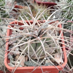 Gymnocalycium  spegazzinii v. horizontalonius -elit form-