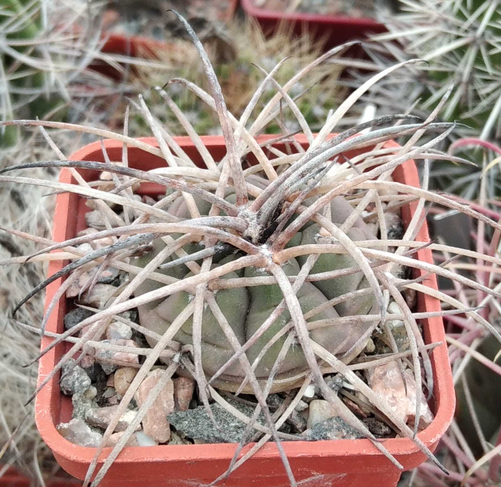 Gymnocalycium  spegazzinii v. horizontalonius -elit form-