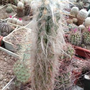 Oreocereus fossulatus KK466 -MG- s