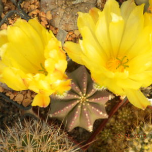 Echinocereus subinermis -seeds-семена-