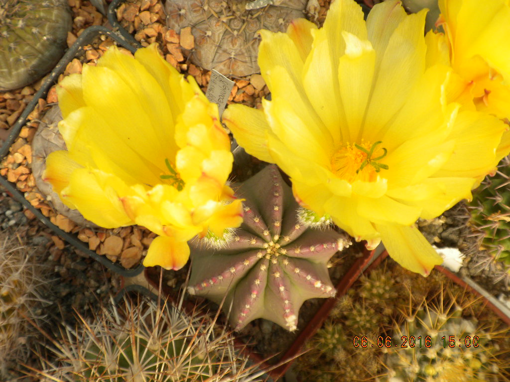 Echinocereus subinermis -seeds-семена-