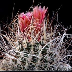 Sclerocactus spinosior v. blainei SB1540 -семена-seeds-