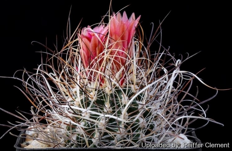 Sclerocactus spinosior v. blainei SB1540 -семена-seeds-