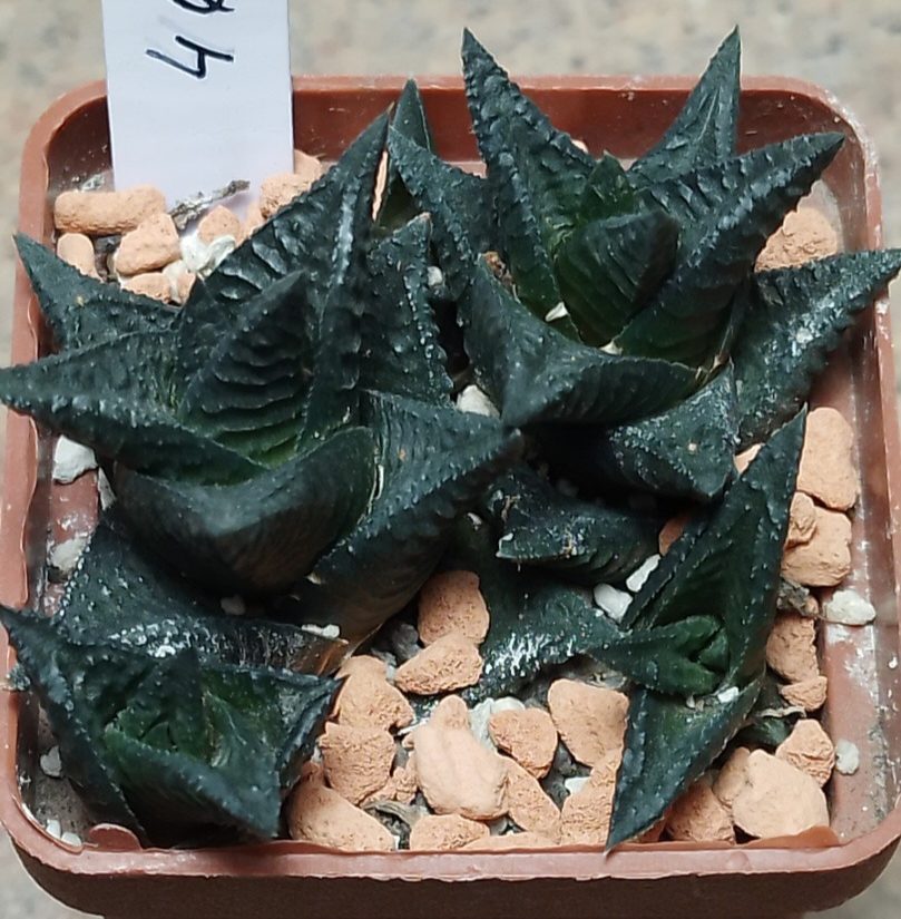 4632 Haworthia limifolia x nigra весь горшик