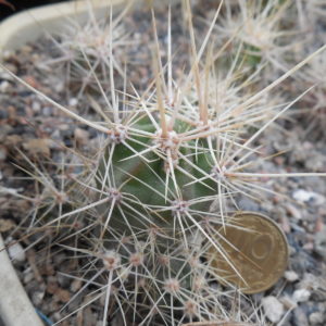 Echinocereus maritimus - v. hankockii - Hipolito,BCN - MG -
