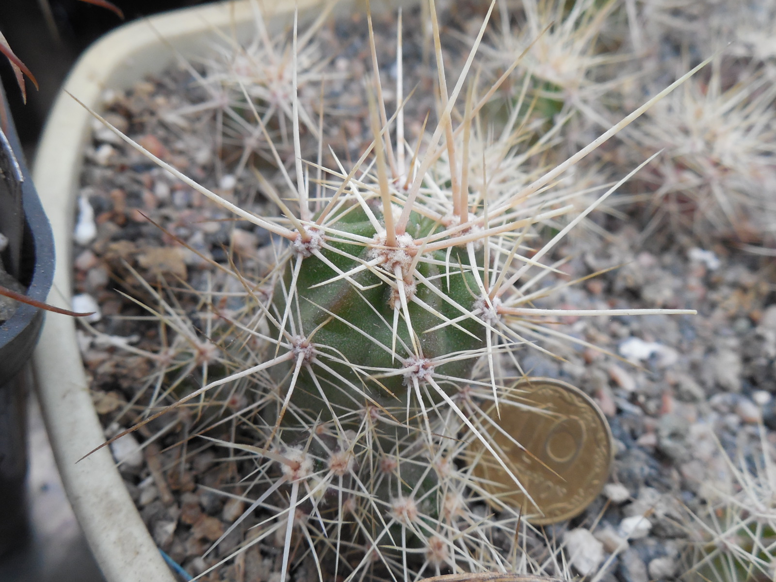 Echinocereus maritimus - v. hankockii - Hipolito,BCN - MG -