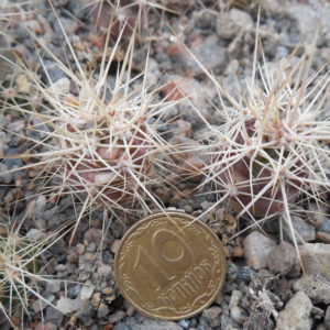 Echinocereus maritimus - v. hankockii - Hipolito,BCN - MG -