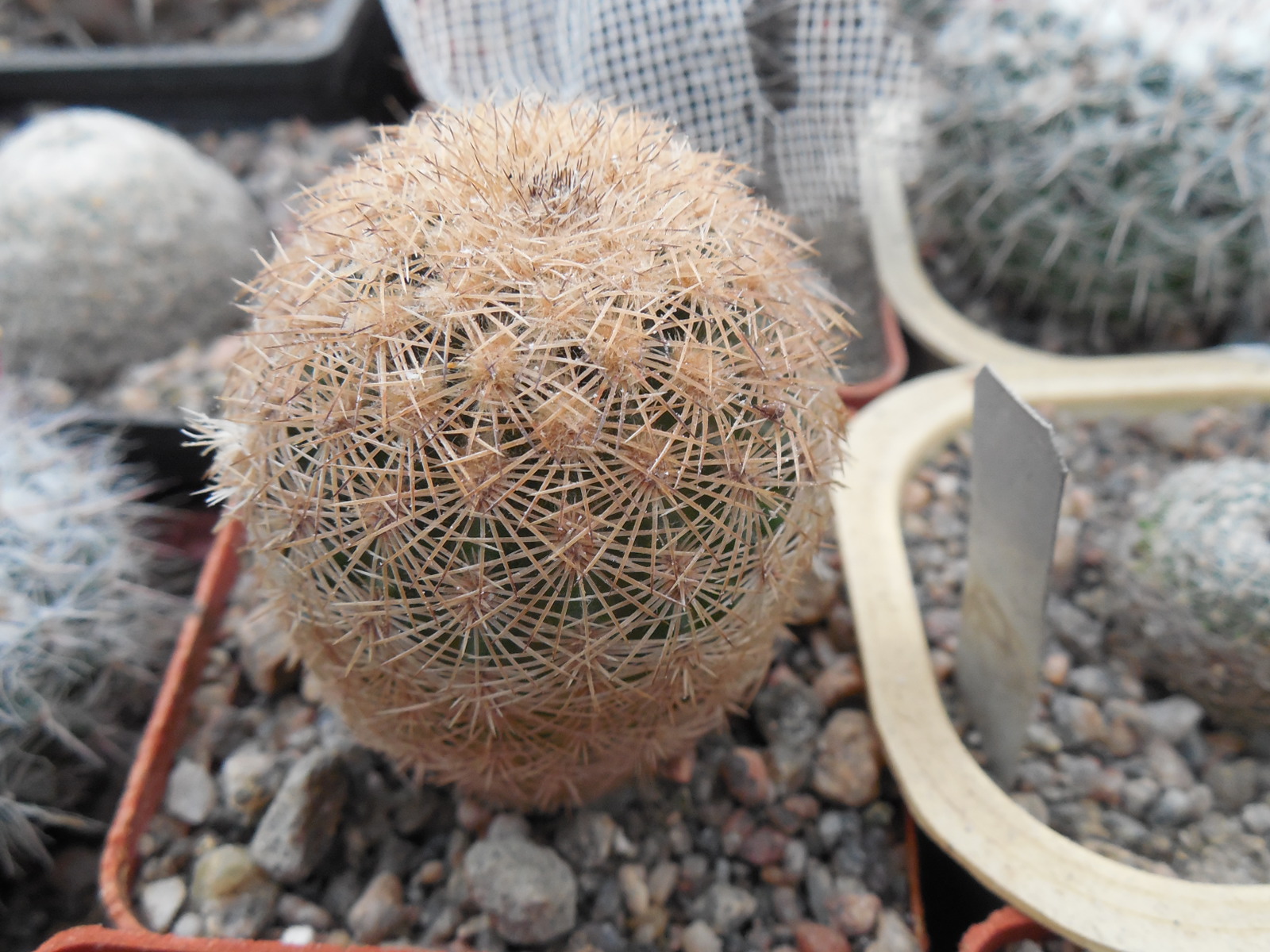 Echinocereus reichenbachii L 1394 - Llera, Tam. - MG -
