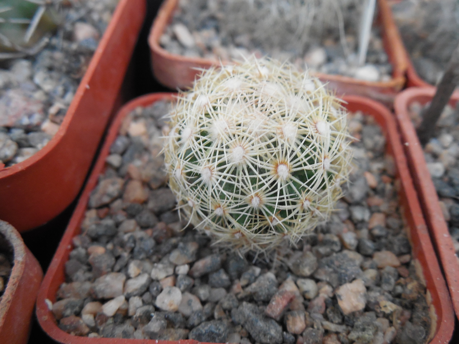 Coryphantha palmeri GL 66 - ne Aramberri, NL.   MG