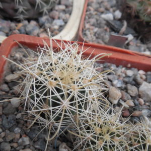 Hamatocactus setispinus - v. hamatus  f. yellow sp. - Kupcak -