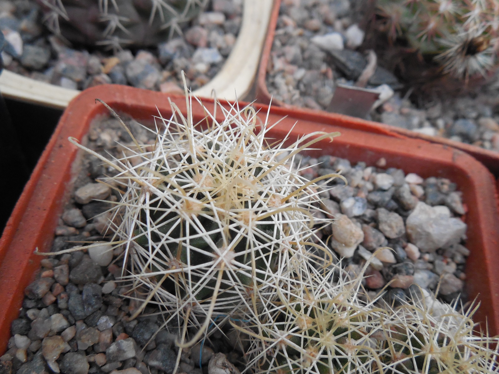 Hamatocactus setispinus - v. hamatus f. yellow sp. - Kupcak -