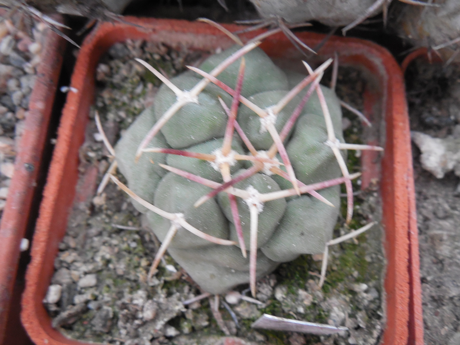 Thelocactus hexaedrophorus - v.kvetae MZ 739 - Villa Juarez, SLP. - PK -