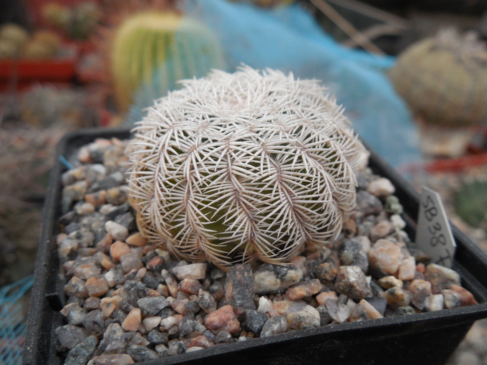 Echinocereus reichenbachiiSB 387 - Kimble Co. Tx. /18/ to - 23*C - hearly flat. - MG -