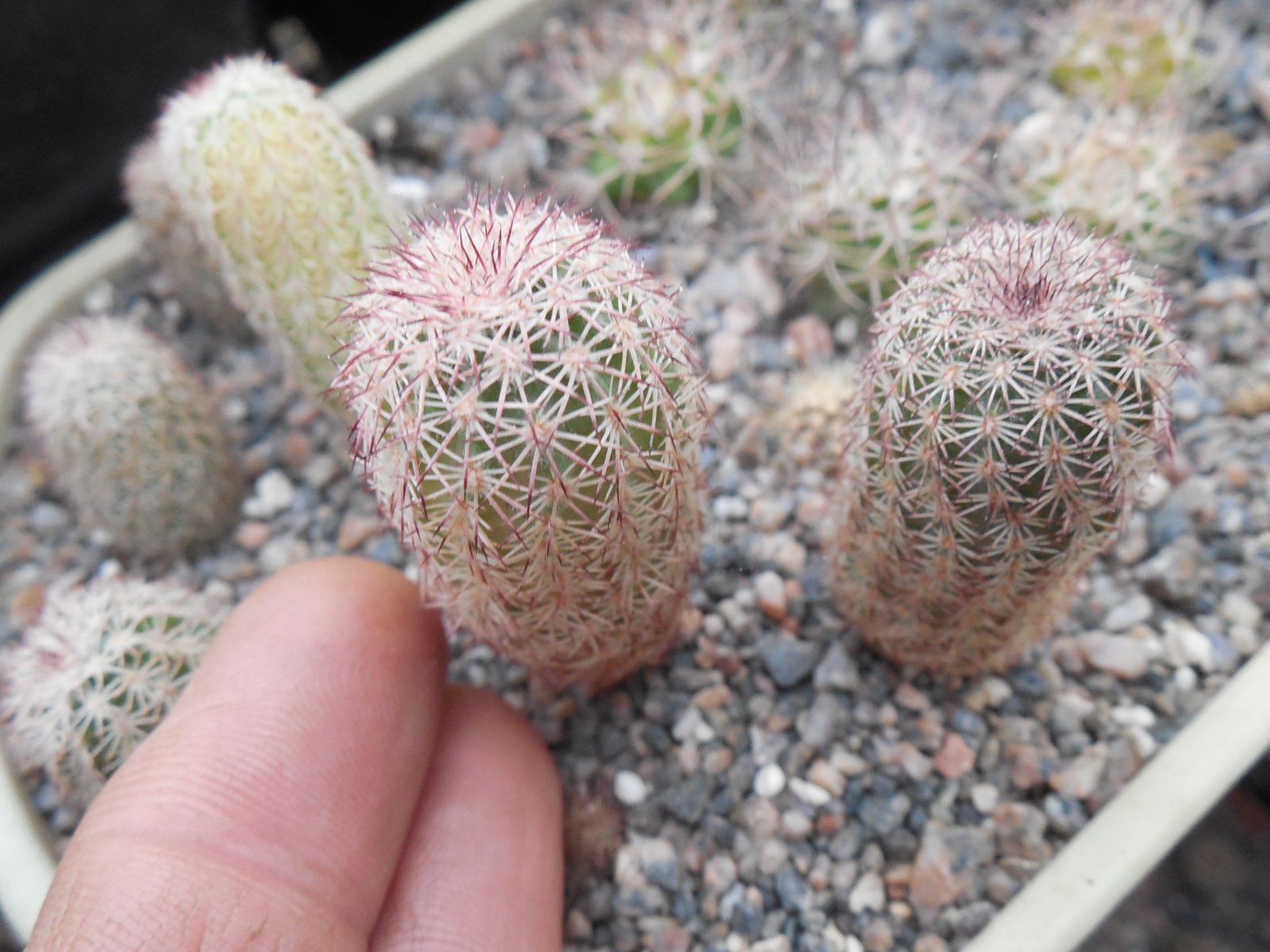 Echinocereus bristolii - v.pseudopectinatus L 607 - Montesuma,Son. - MG