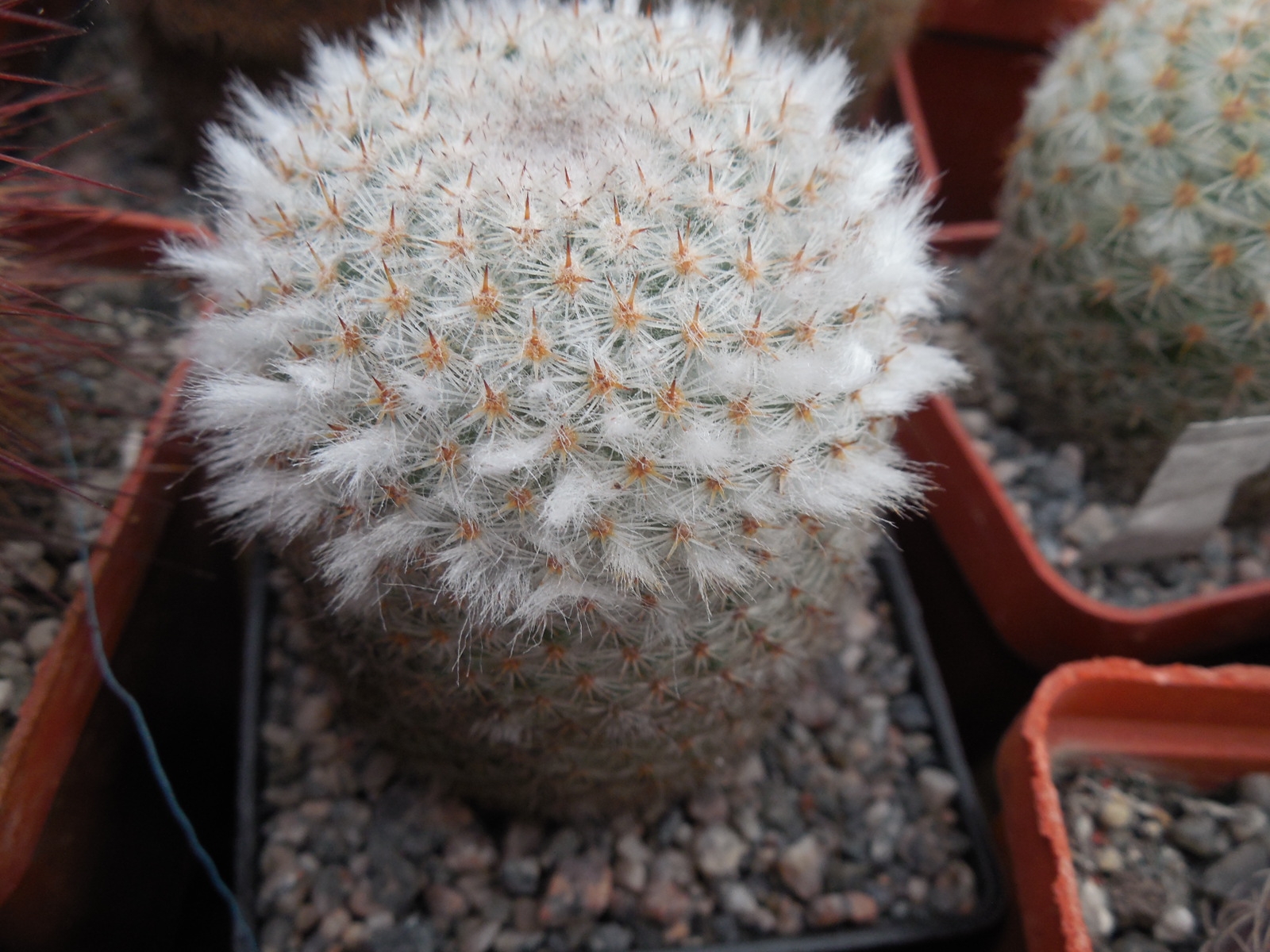 Mammillaria dixantocentron FO-230 - MG - відбір -