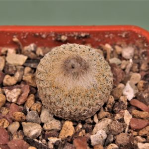 Epithelantha-micromeris-sv.densispina-LAU-661-Sierra-de-la-Paila