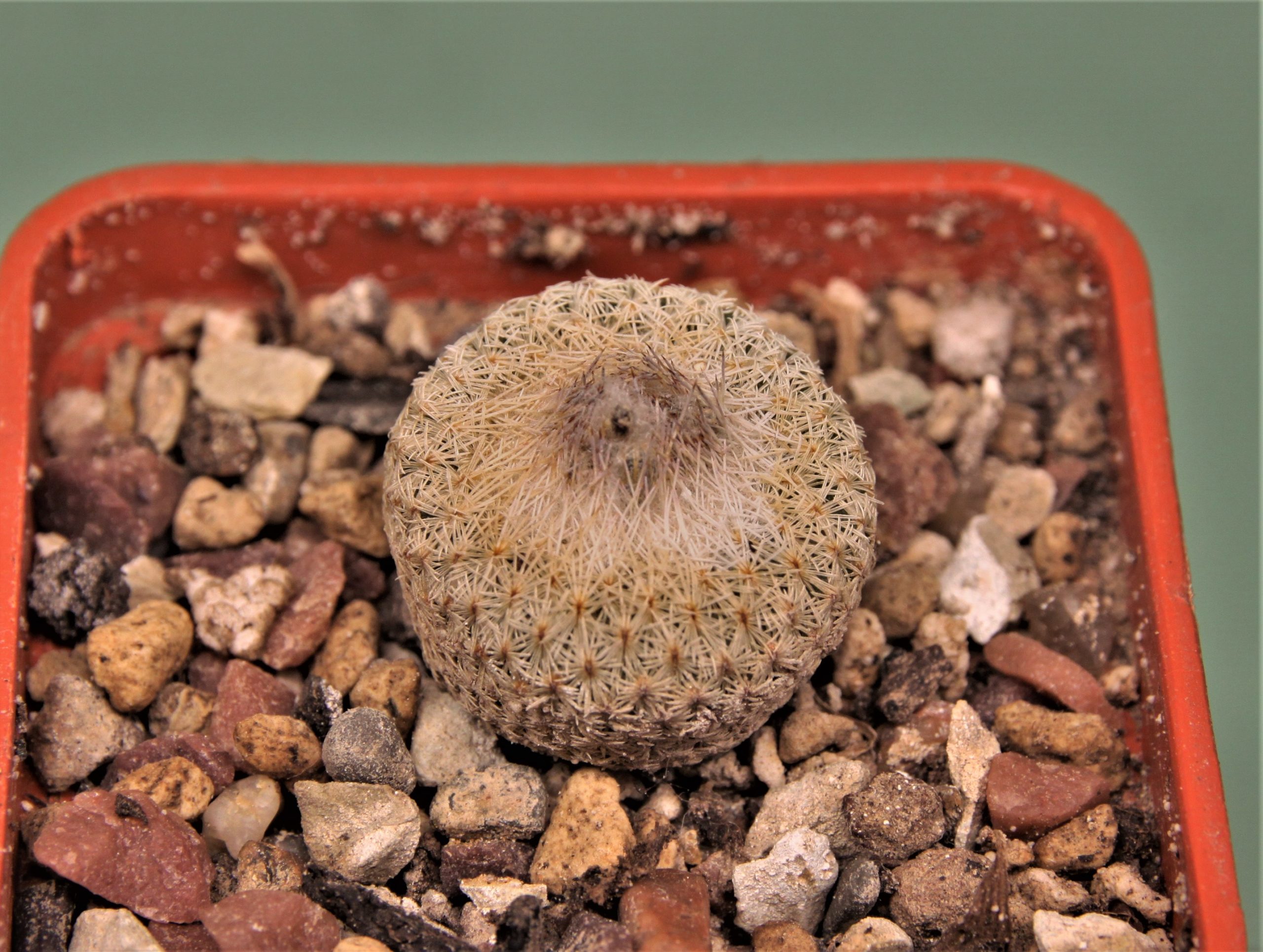 Epithelantha-micromeris-sv.densispina-LAU-661-Sierra-de-la-Paila