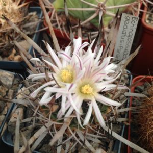 EFC gladiatus -PAN-super spines- семена-seeds-