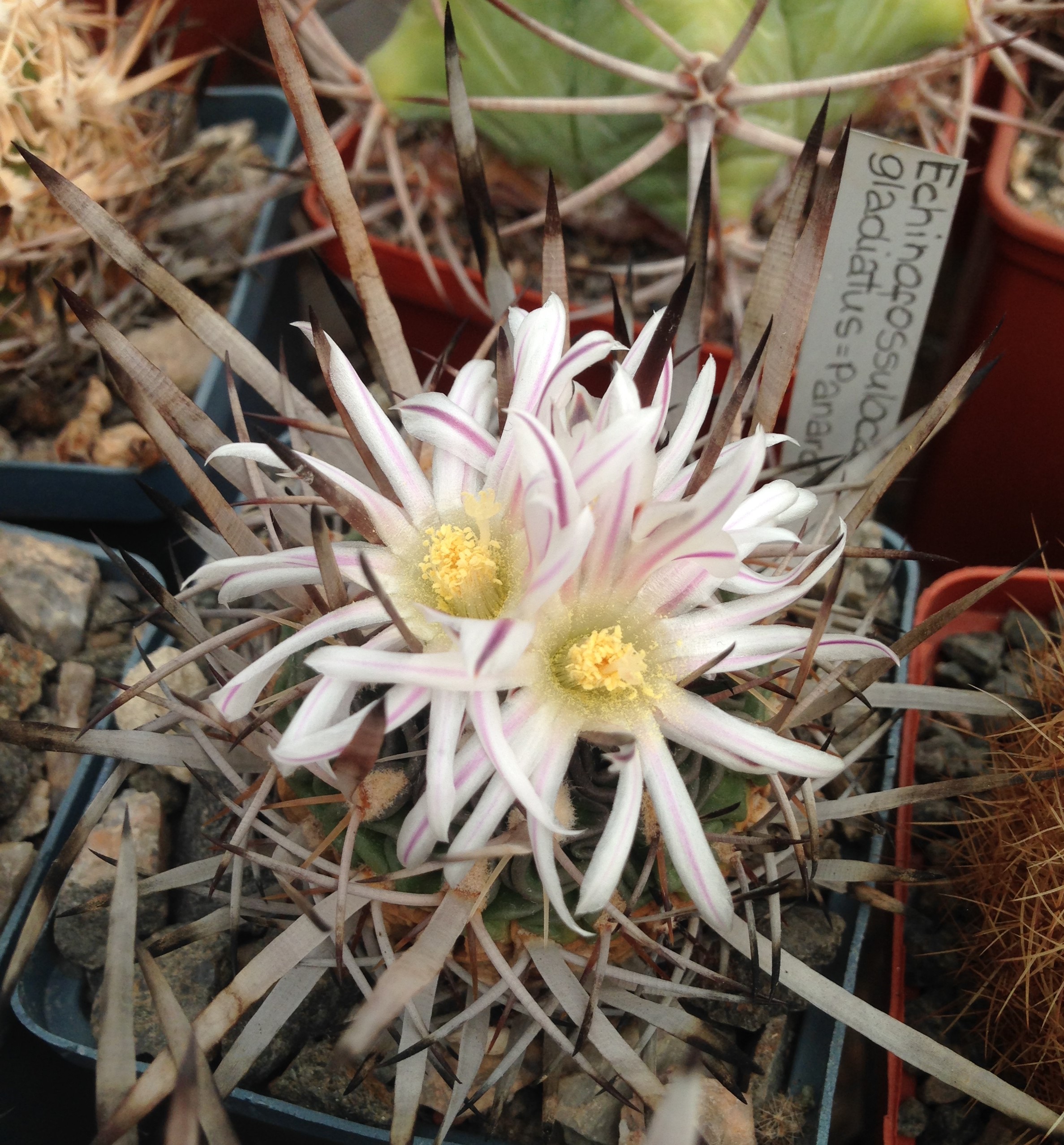 EFC gladiatus -PAN-super spines- семена-seeds-