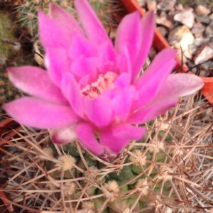 Gymnocalycium neuhuberi GN77 -семена-seeds-