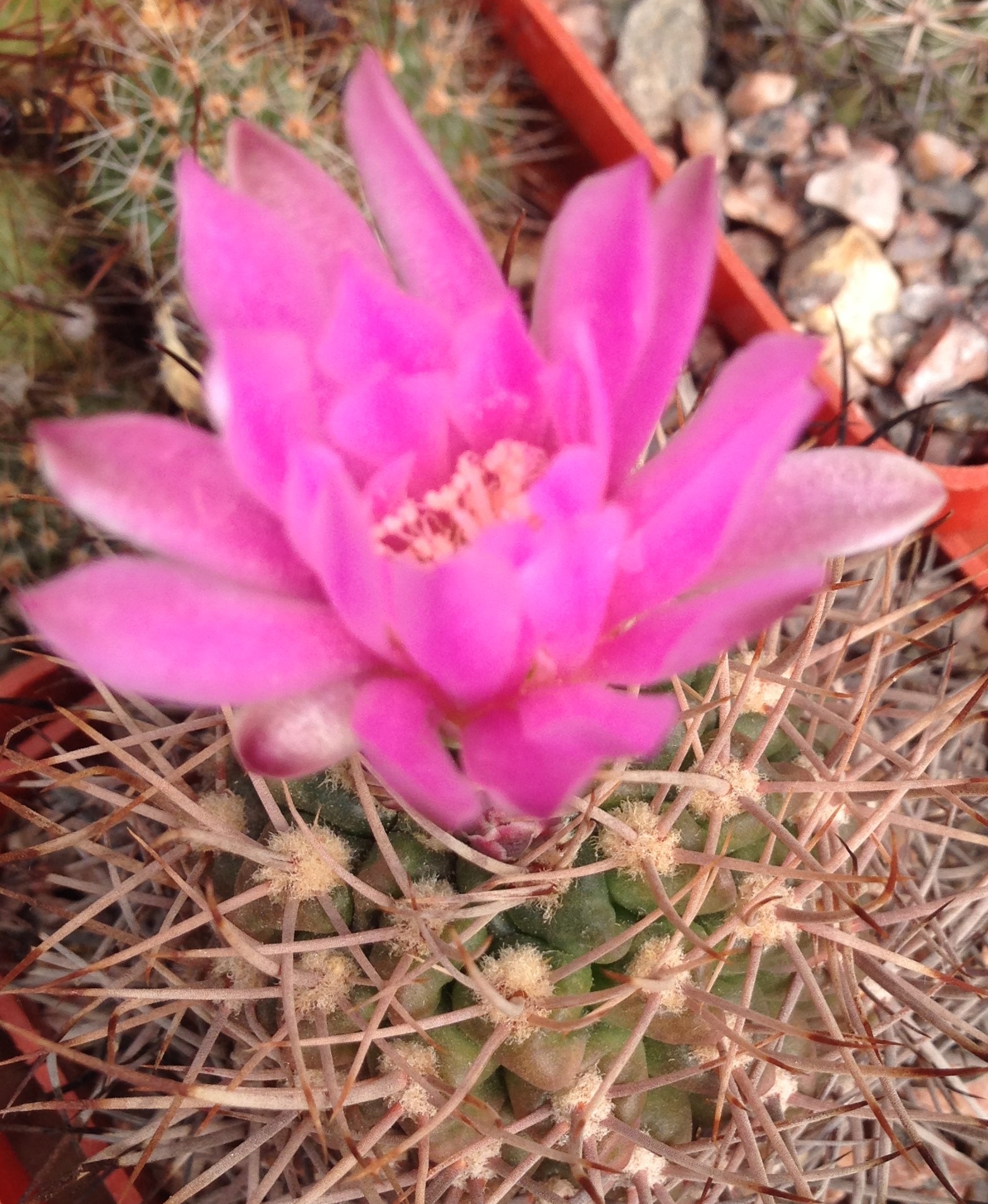 Gymnocalycium neuhuberi GN77 -семена-seeds-
