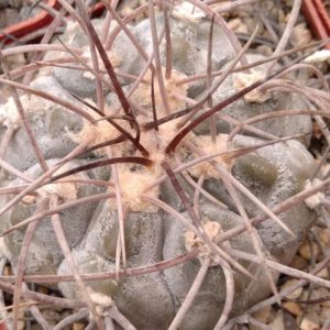 Gymn. asterium -super spined form x Gymn. glaucum P218-seeds-семена-