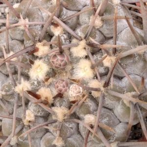 Gymn. asterium -super spined form x Gymn. riojense-Japan clone-super spines-seeds-семена-