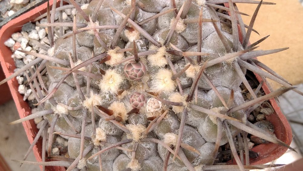 Gymn. asterium -super spined form x Gymn. riojense-Japan clone-super spines-seeds-семена-