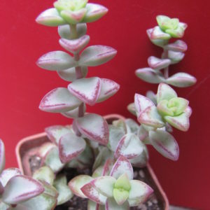 Crassula   *Aiboshi*