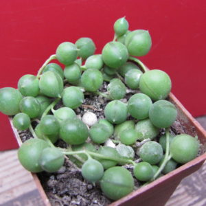 Senecio rowleyanus
