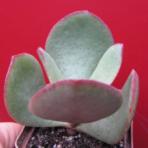 Crassula arborescens