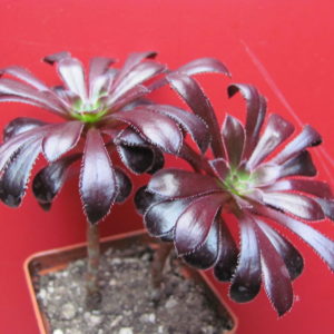 Aeonium schwarzkopf      2 вместе