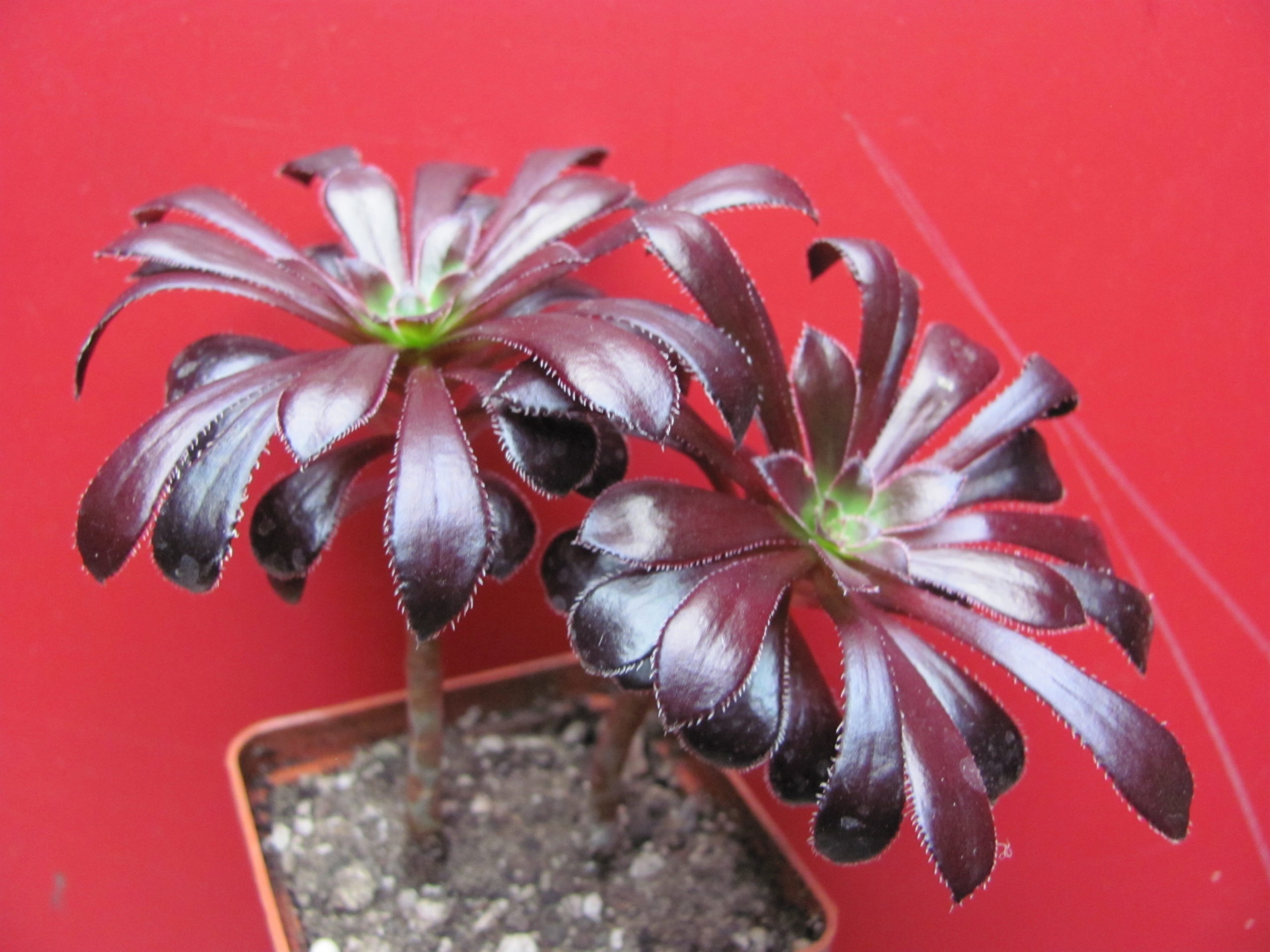 Aeonium schwarzkopf      2 вместе