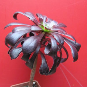 Aeonium  schwarzkopf