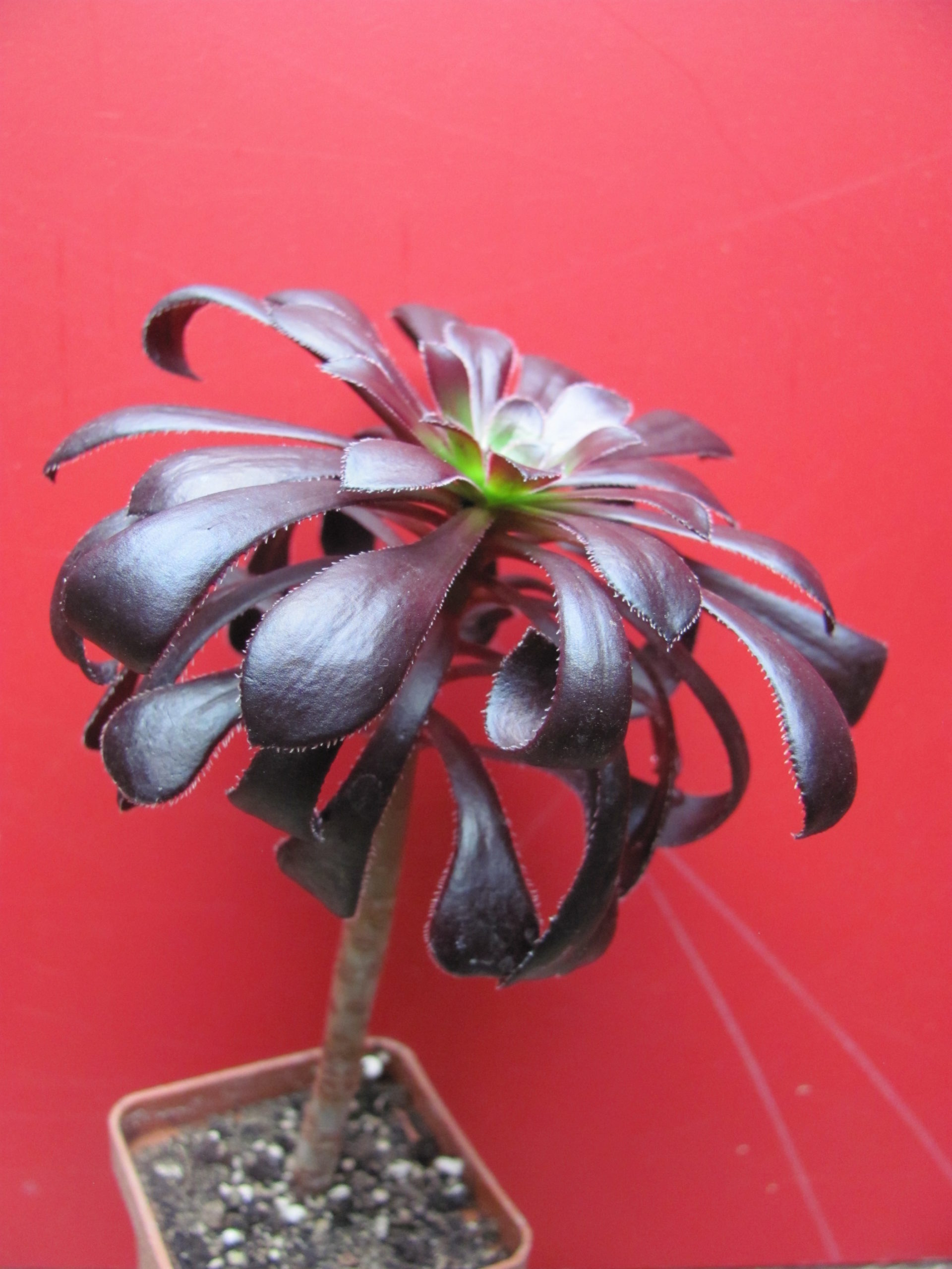 Aeonium  schwarzkopf