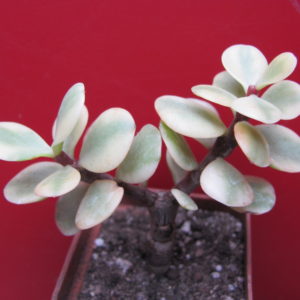 Portulacaria afra   variegata