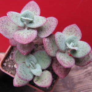 Crassula cordata
