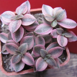 Crassula volkensii  variegata