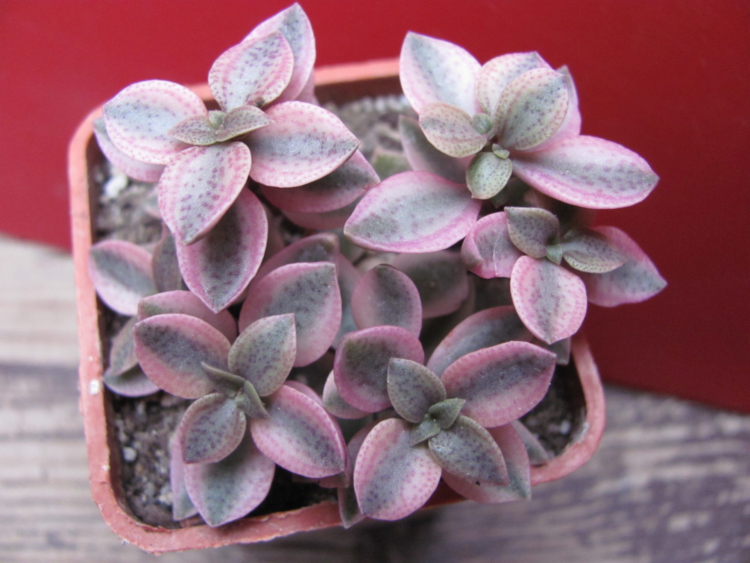 Crassula volkensii  variegata