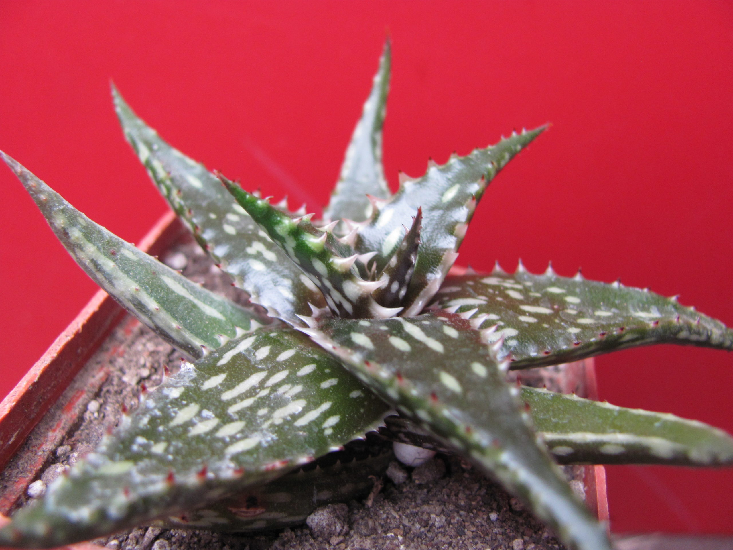 Aloe jucunda