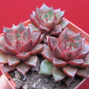 Echeveria purpusorum   Red      3 вместе