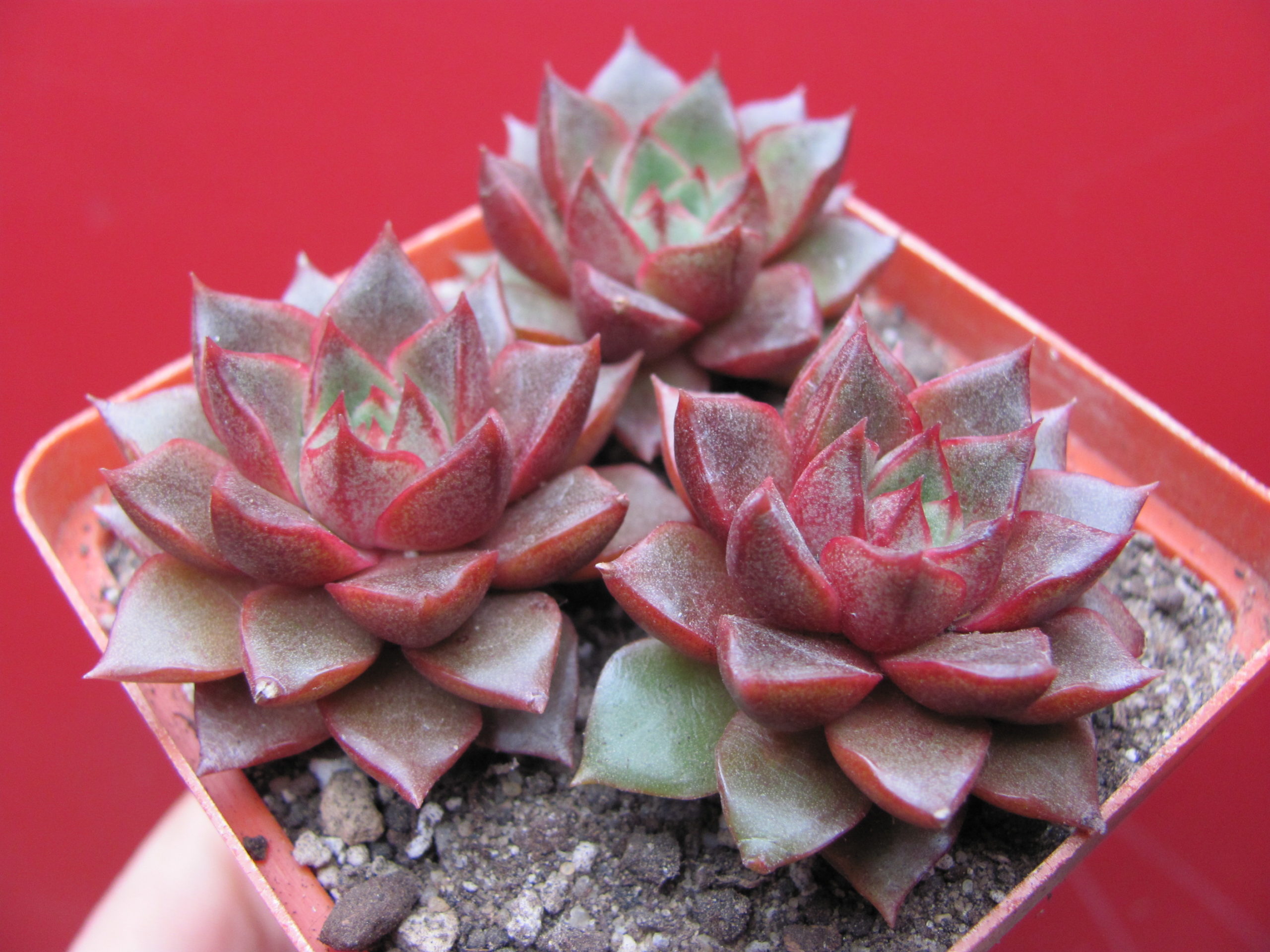 Echeveria purpusorum   Red      3 вместе